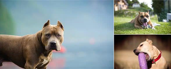 怎么训练比特犬看家护院
