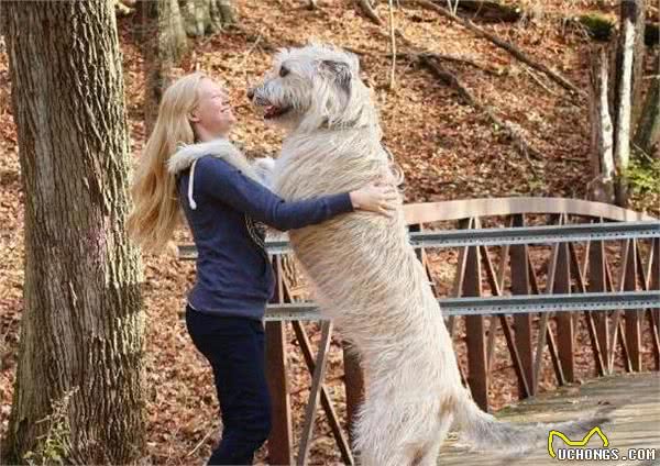 解读“爱尔兰猎狼犬”，世界最大的狗狗，集力量速度于一身的战士