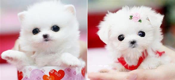 想养一只萌萌的茶杯犬？你首先要了解这些常识！