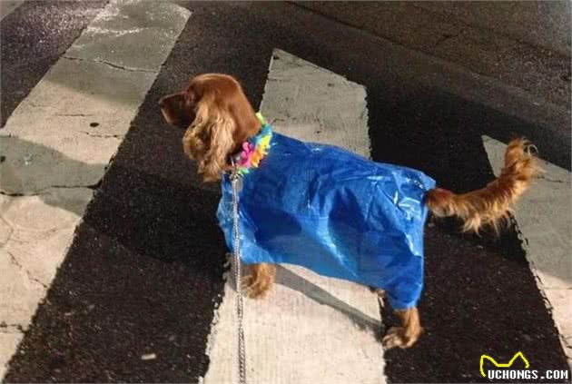 下雨了你还在愁狗狗没有雨衣吗？手工达人一秒变出雨衣来