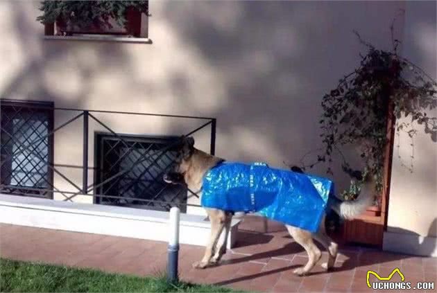 下雨了你还在愁狗狗没有雨衣吗？手工达人一秒变出雨衣来