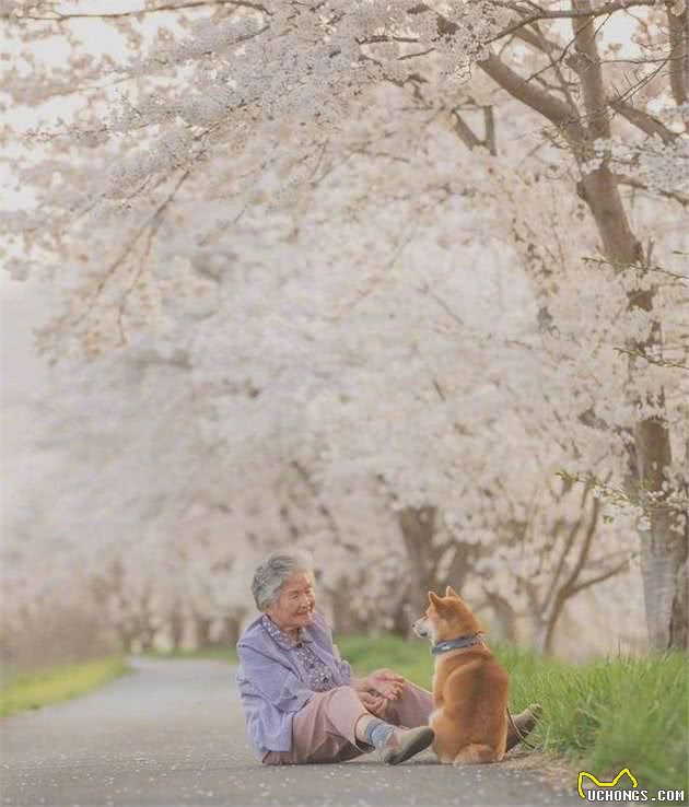 日本秋田“国犬”已经面临灭绝，中国田园犬还有多远？