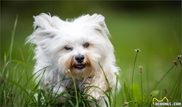 比熊犬的标准体重多少斤，宠主都知道吗？