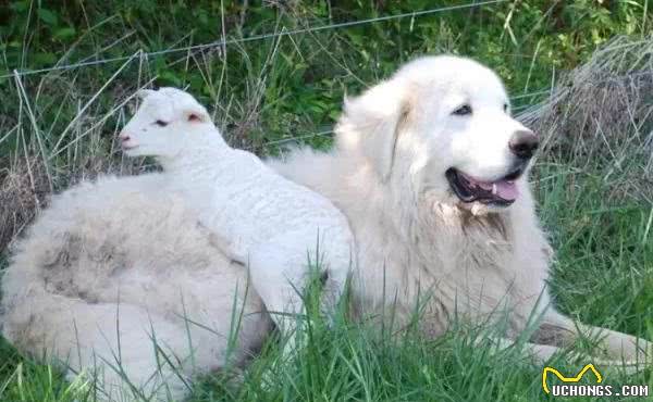 行走的特大号抱抱熊！犬种小科普之忠诚可靠的大白熊犬！