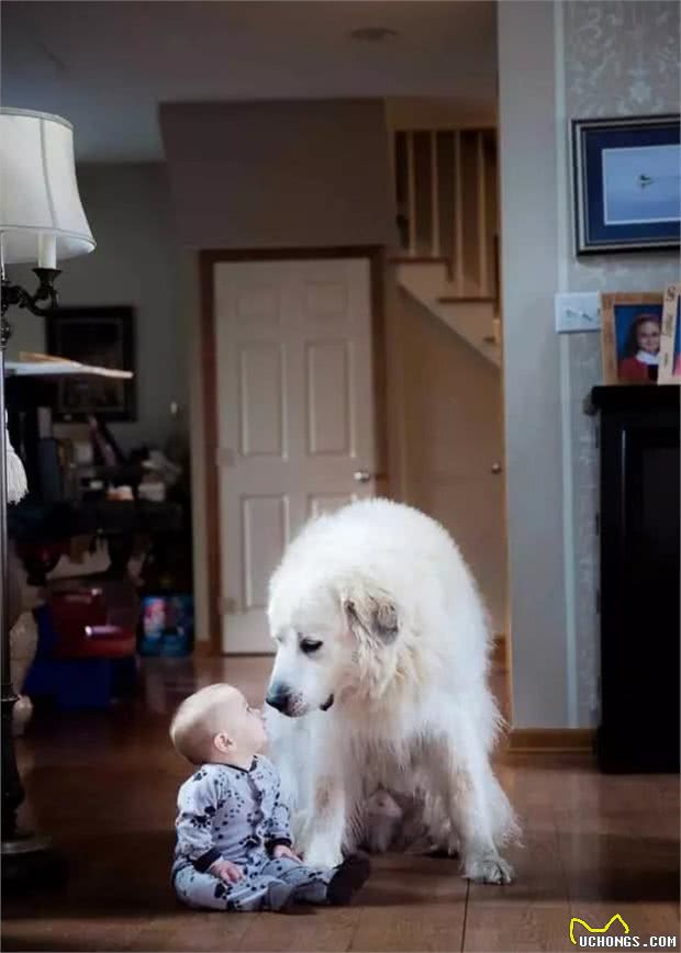 行走的特大号抱抱熊！犬种小科普之忠诚可靠的大白熊犬！