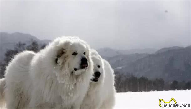 行走的特大号抱抱熊！犬种小科普之忠诚可靠的大白熊犬！