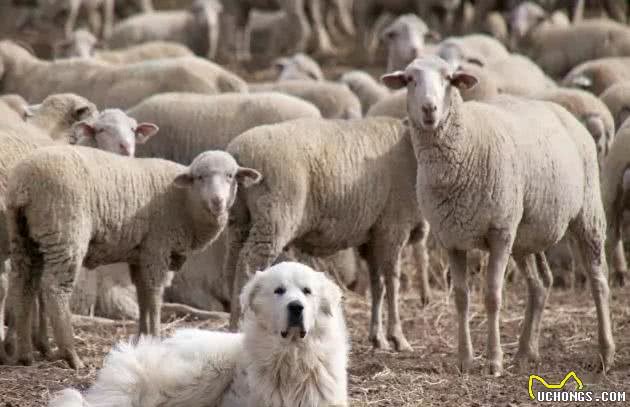 行走的特大号抱抱熊！犬种小科普之忠诚可靠的大白熊犬！