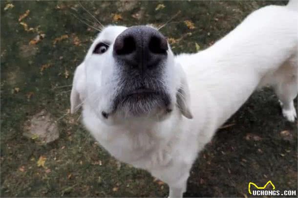 行走的特大号抱抱熊！犬种小科普之忠诚可靠的大白熊犬！