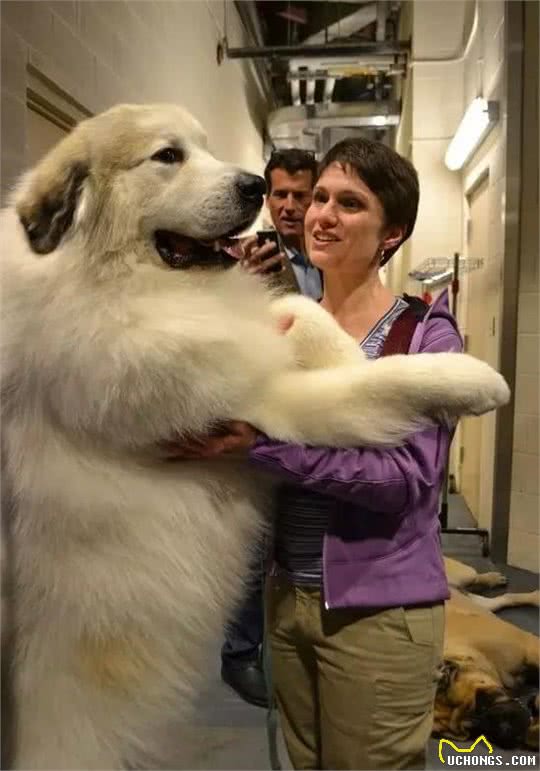 行走的特大号抱抱熊！犬种小科普之忠诚可靠的大白熊犬！