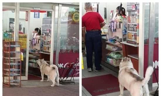 哈士奇店外打劫路人快给大爷买热狗清点10大最聪明的狗