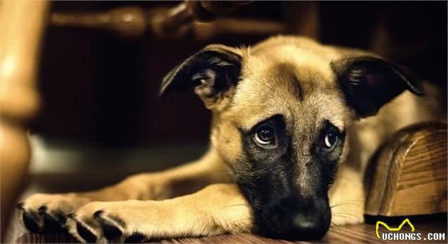 关于犬过敏的那些事，这个先天问题，我们该如何和狗狗一起面对