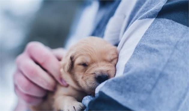 关于犬过敏的那些事，这个先天问题，我们该如何和狗狗一起面对