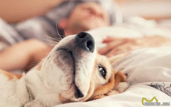 关于犬过敏的那些事，这个先天问题，我们该如何和狗狗一起面对