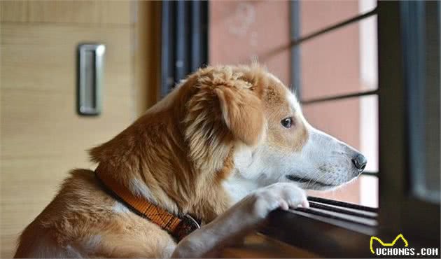 关于犬过敏的那些事，这个先天问题，我们该如何和狗狗一起面对