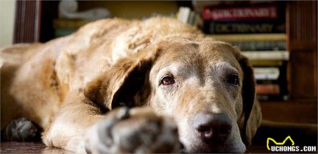 关于犬过敏的那些事，这个先天问题，我们该如何和狗狗一起面对