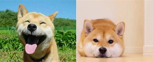 宠物柴犬吃什么牌子犬粮好？