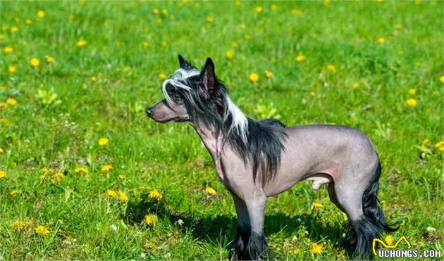 犬中杀马特—中国冠毛犬