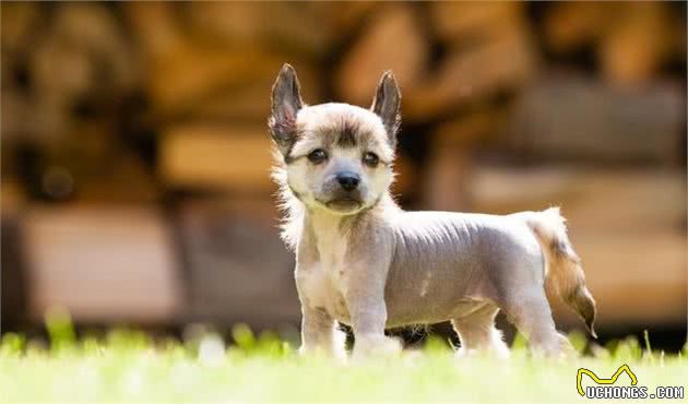 犬中杀马特—中国冠毛犬