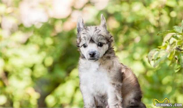 犬中杀马特—中国冠毛犬