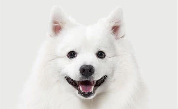 萨摩耶犬性格特点