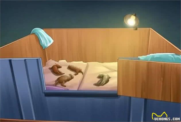 狗妈妈产后缺乳怎么办？