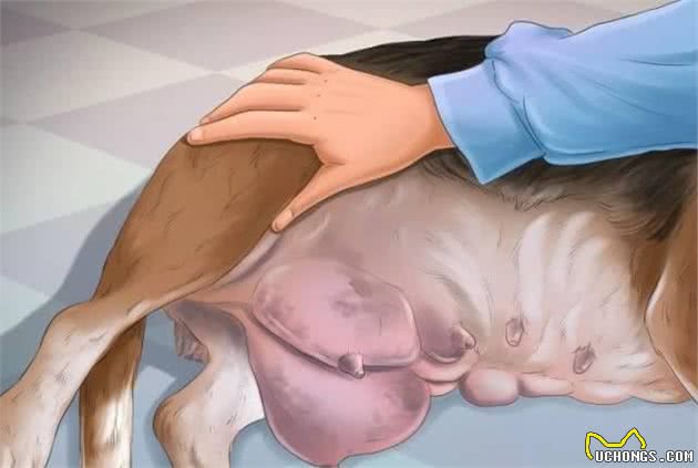 狗妈妈产后缺乳怎么办？