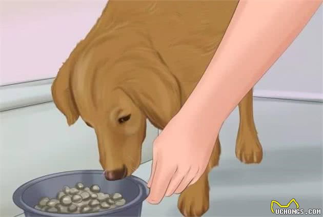 狗妈妈产后缺乳怎么办？