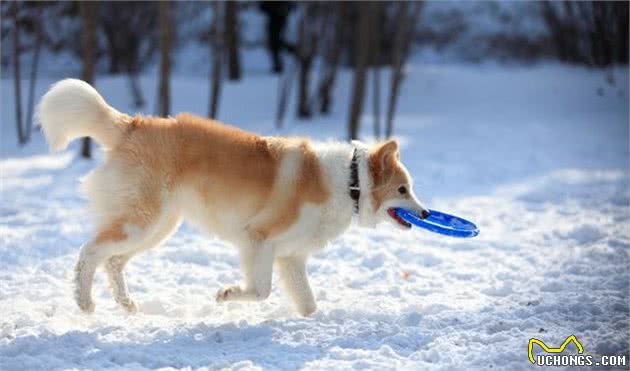 今生，我最后悔的就是养了一只边境牧羊犬！