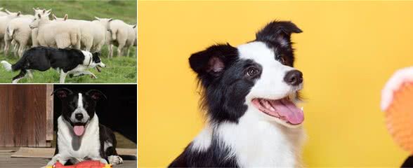 今生，我最后悔的就是养了一只边境牧羊犬！