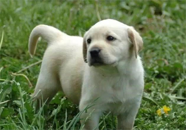 训犬怎么训，狗狗都不愿意听主人指令，究竟是哪里出问题