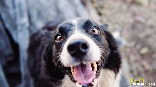 训犬怎么训，狗狗都不愿意听主人指令，究竟是哪里出问题