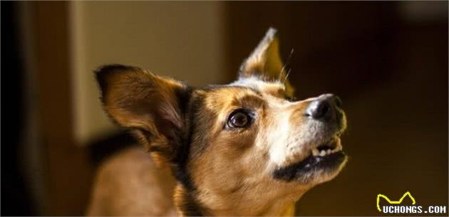 训犬怎么训，狗狗都不愿意听主人指令，究竟是哪里出问题
