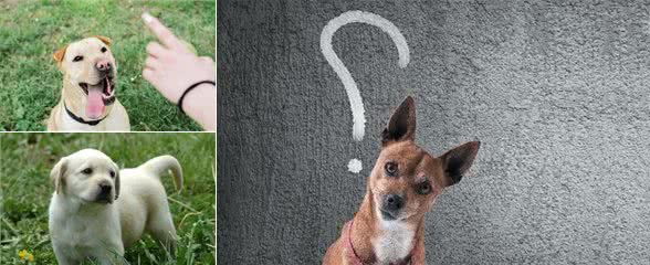 训犬怎么训，狗狗都不愿意听主人指令，究竟是哪里出问题