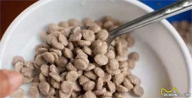 家里来了狗宝宝~接下来怎么照顾？