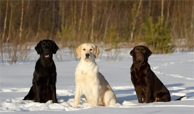 清点最合适家养的温顺萌犬，泰迪犬排第四，比熊犬第二，第一是它！