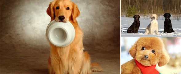 清点最合适家养的温顺萌犬，泰迪犬排第四，比熊犬第二，第一是它！