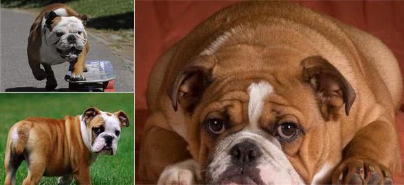 解读“英国斗牛犬”，曾经“纵犬咬牛”的主角，却因违法差点灭绝