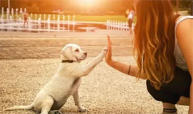 拉布拉多—全球犬类智商排名前十的狗狗