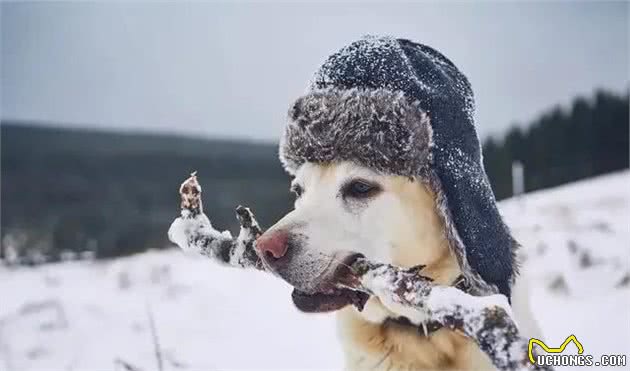 拉布拉多—全球犬类智商排名前十的狗狗