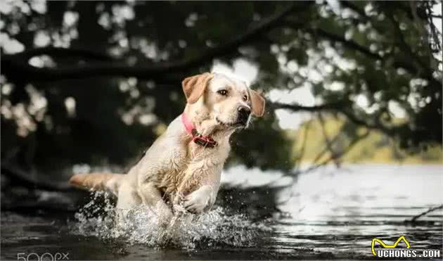 拉布拉多—全球犬类智商排名前十的狗狗