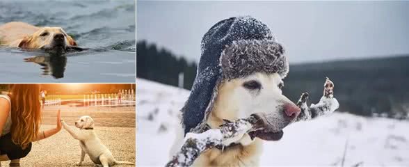 拉布拉多—全球犬类智商排名前十的狗狗