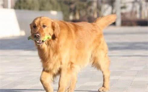 每一个季节狗狗的饮食管理,你需要了解一下?