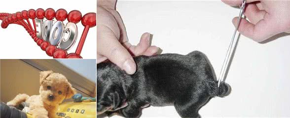 给狗狗断尾很残忍，为什么还要这么做呢？实际上是这5个原因