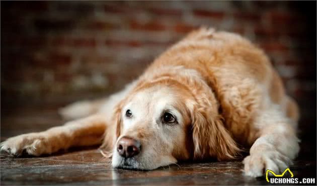 你还在嫌弃老年犬吗？十个老年犬的优点，让你爱上这些年老的狗狗