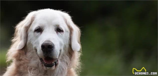 你还在嫌弃老年犬吗？十个老年犬的优点，让你爱上这些年老的狗狗