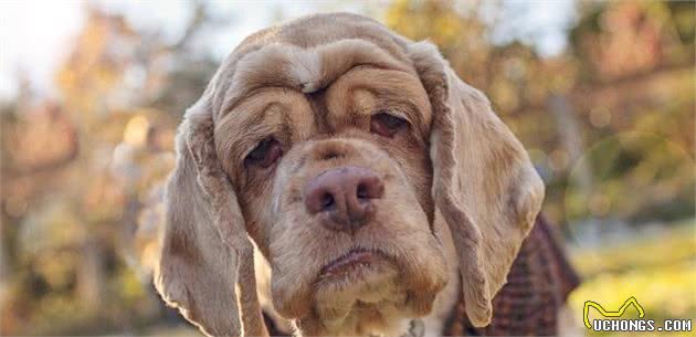 你还在嫌弃老年犬吗？十个老年犬的优点，让你爱上这些年老的狗狗