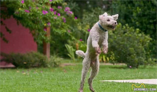 让自己的爱犬受到合适的训练，有朝一日成为明星犬！