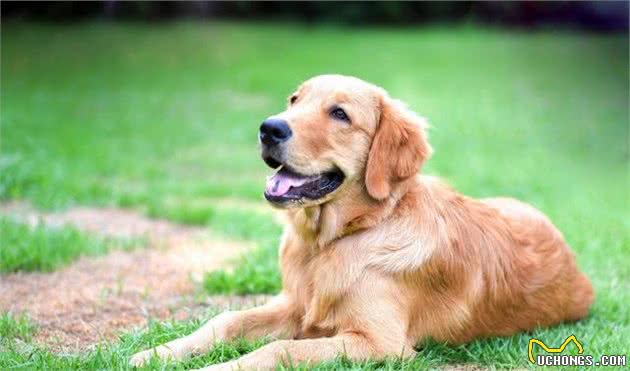 让自己的爱犬受到合适的训练，有朝一日成为明星犬！
