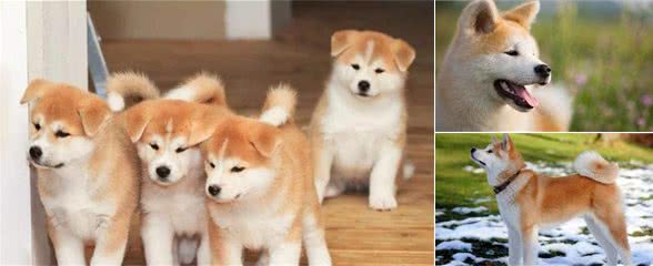 六个原因告知你，为什么秋田犬身价这么高？难怪养它的人不多