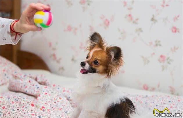 蝴蝶犬喜欢睡在你身边的几个原因，网友：好暖心